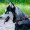 Husky Collar for Walking of Narrow Leather with Square Studs