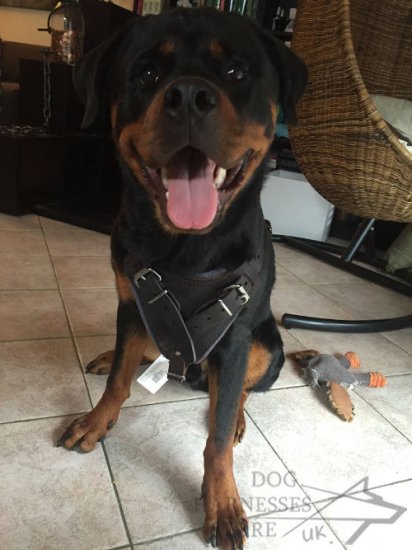 Rottweiler Harness of Leather for Attack and Protection Training - Click Image to Close