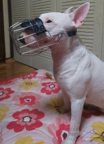 Best Design Wire Dog Muzzle UK, Perfect for Large Breeds_4