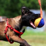 Puppy Bite Tug Extra Small with T-Shape Handle for Malinois