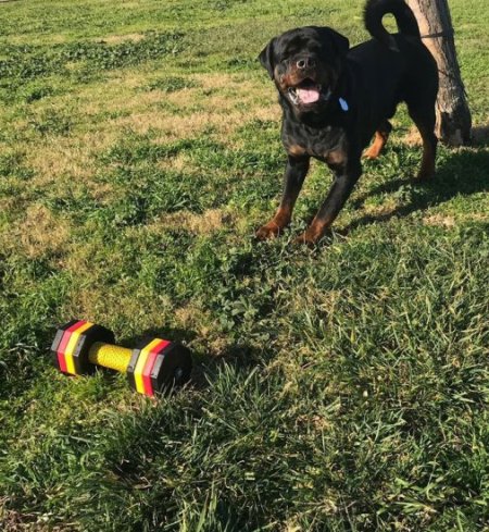 Dog Training Dumbbell of 2 kg, Multicolour Weight Plates