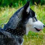 Dog Collar for Husky of Selected Leather with 3 Rows of Spikes