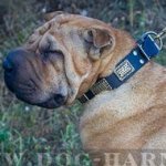 Collar for Shar-Pei Dog, Leather with Ancient-Like Brass Plates