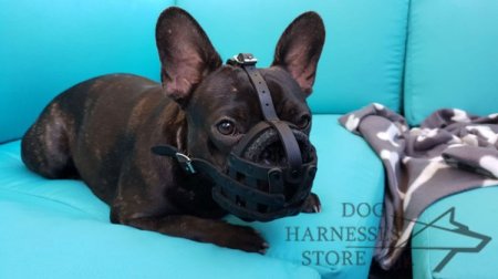 French Bulldog Dog Muzzle of Leather with Free Airflow