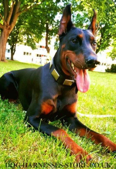 Doberman Collar Nylon and Vintage Nickel Plates for Everyday Use