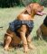 Bestseller! Nylon Dog Harness UK for Dogue de Bordeaux