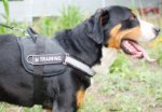 Reflective Dog Harness for Swiss Mountain Dog Walking & Training