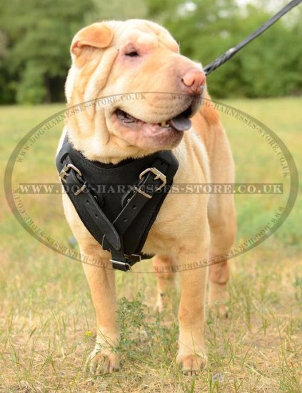 Shar-Pei Harness of Padded Leather, Extra Strong and Comfy