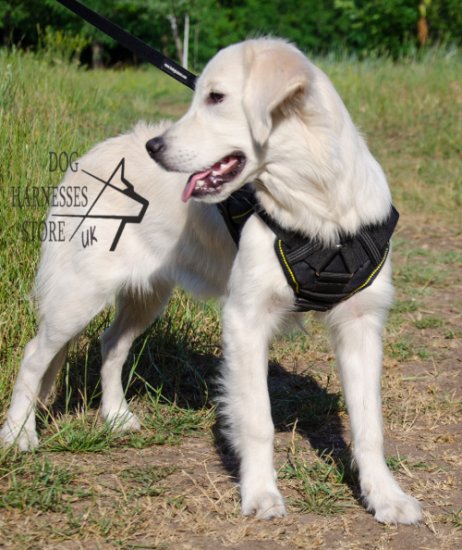Bestseller! Labrador Harness UK, Golden Retriever Gear of Nylon - Click Image to Close
