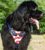 Handmade Dog Harness "USA Style" for Newfoundland
