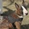 Bull Terrier Harness for Tracking and Pulling of Strong Nylon