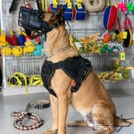 Dog Harness Sport and Training Made of Nylon, Bestseller in UK!_4