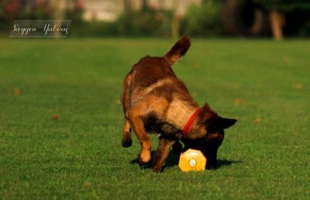 Wooden Dumbbell for Dogs with Yellow Weight Plates