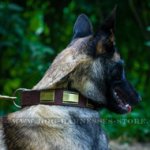 Belgian Malinois Brass Plated Leather Dog Collar Ancient Style