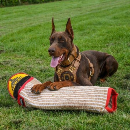 Doberman IGP Training with Bite Sleeve and Jute Cover