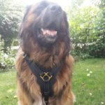 Leonberger Dog Harness of Leather for Secure Control