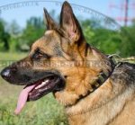 Trendy Dog Collar Leather with Brass Plates for German Shepherd