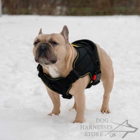 Sports Dog Harness Set Extra Strong Adjustable Harness UK SELLER F&F D 