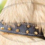 Tervuren Collar of Nappa Lined Leather with Shiny Brass Spikes