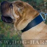 Shar-Pei Dog Collar of Extra Wide and Strong Leather, Classic