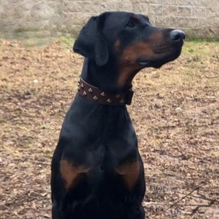 Doberman diamond collar hotsell