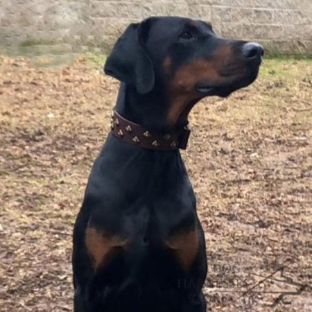 Dog Collar Couture with Diamond Form Chrome Plated Studs