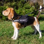 Reflective Beagle Dog Harness with ID Pathces