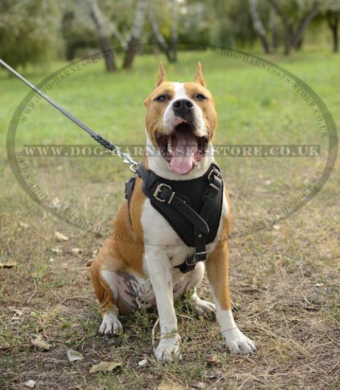 Amstaff Harness of Leather for Service Work, Training and Walks