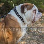 British Bulldog Collar with Square Studs for Glamorous Style