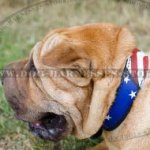 Shar-Pei Collar of Leather Handmade "American Pride"