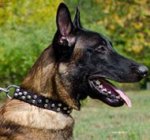 Quality Dog Collar with Nickel Pyramids for Malinois Shepherd