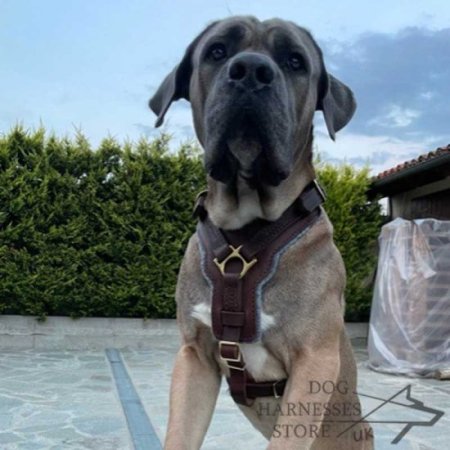 Cane Corso Harness of Leather, Extra Strong and Luxury Looking