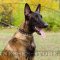 Leather Dog Collar Great Caterpillar Style for Belgian Malinois