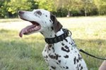 Fancy Leather Dog Collar with Nickel Plates for Dalmatian