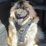 Eurasier Dog Harness, Luxury Padded Leather Chest Plate