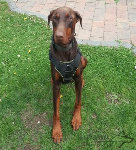 Training Harness for Doberman, K9 Chest Plate