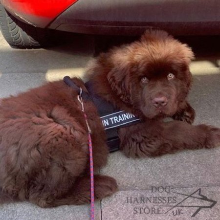 Bestseller! Dog Training Harness for Newfoundland's Work