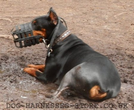 Bestseller! Leather Muzzle for Doberman Walking and Training