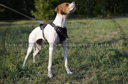 Brown Leather Harness for Dogs, Training and Walking Bestseller!