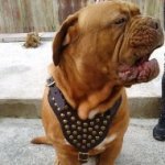Dogue de Bordeaux Harness of Genuine Leather with Brass Studs