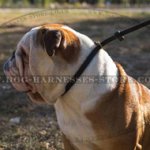 British Bulldog Leash and Leather Choke Collar Set for Obedience