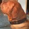 Dogue de Bordeaux Collar Royal Design and Quality, Brown Leather