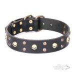Decorated Leather Dog Collar with "Hard Rock" Skulls and Studs