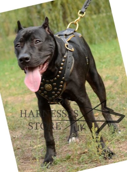 Leather Dog Harness UK for Pitbull, Luxury Studs, Padding