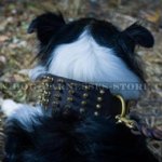 Best Collie Collar of Extra Width with Shining Brass Spikes Rows