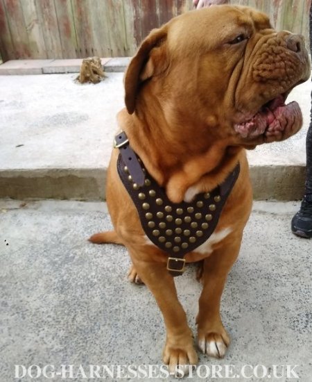 Dogue de Bordeaux Harness of Genuine Leather with Brass Studs
