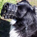 Stabyhoun Dog Breed Leather Muzzle Best for Everyday Use