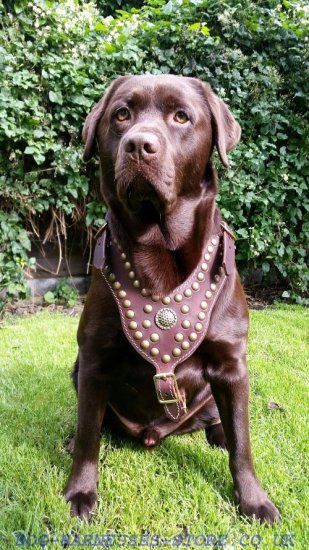 Labrador Harness, Luxury Studded Design and Top Quality for Lab