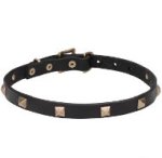 Newfangled Thin Leather Dog Collar Studded with Brass Pyramids