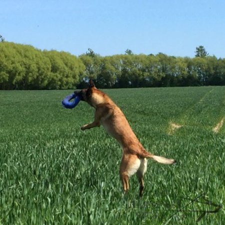 Dog Training Bite Tug Bagel of French Linen with Loop